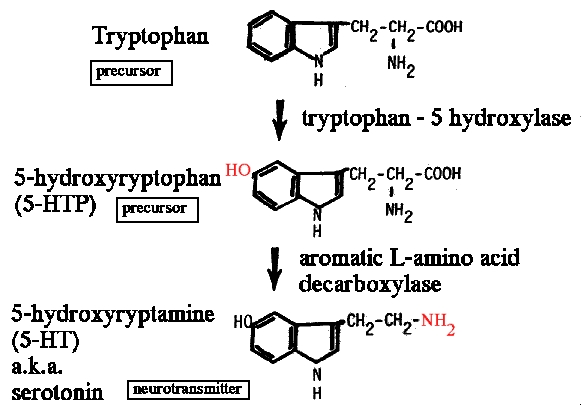 synthesis of tryptophan to serotonin through  the actions of enzymes
